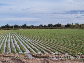 173 Has Vid y Tierra Nivelada, Barrancas metros Medrano