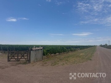 Gómez S/\N°, Santa Rosa, Mendoza.