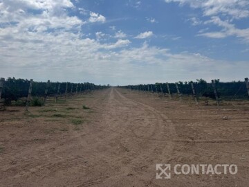 Calle N° 1 s/\n. , Santa Rosa, Mendoza