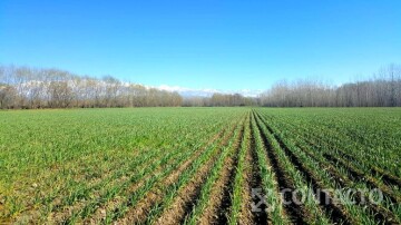 98.3 Ha en Colonia Las Rosas, Carril Vista Flores, entre Miguel Silva & Tabanera 