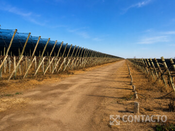 77.6 Ha en Carril Chimbas esquina Moran - Chapanay 
