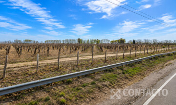 73.9 Has en Philipps / La Central- Rivadavia 