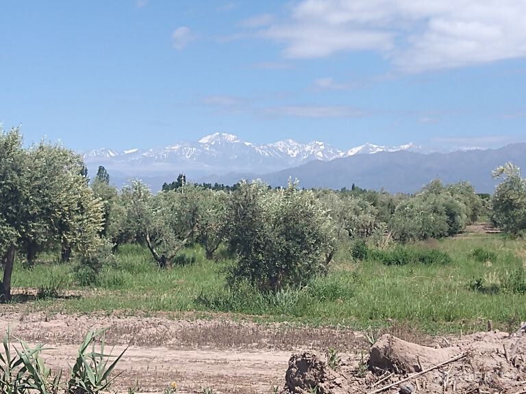 Venta de Finca en 5 Has de Olivos en Pescara s/\n | Inmobiliaria Contacto
